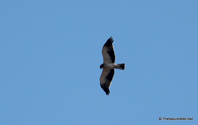 Booted Hawk-Eagle